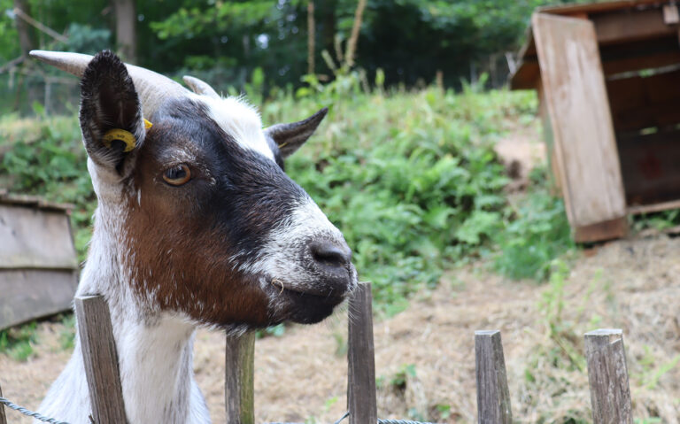 IMG_2906_MW entdecken_Tiere