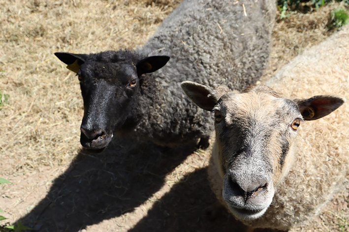 Schafe Uschi und Anna_kl